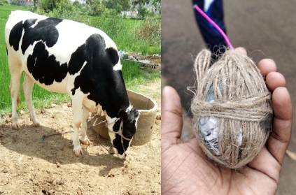 A cow struggles with life in country bomb blast