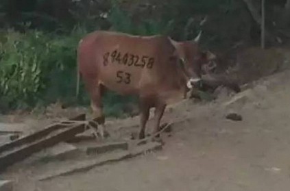 a farmer kumbaya tattooed his telephone number on his bull
