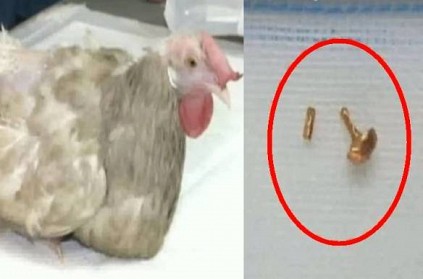 A hen died on swalloing gold ear ring in Chennai