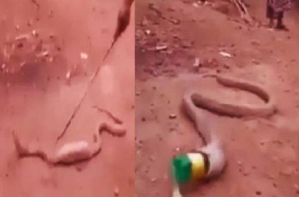 A snake who swallows a plastic bottle and Pushed out