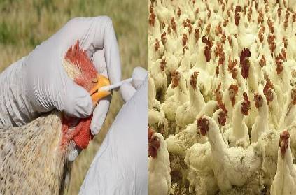 bird flu avian influenza chennai corporation send notice to meat shops