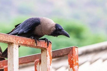 Bird flu scare four crows died near Pazhaverkadu