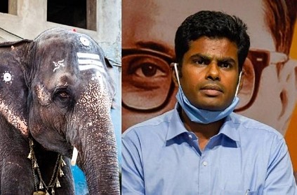 BJP Leader Annamalai Statement Regarding Temple Elephant Demise