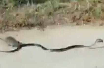 Brave Rat rescued small rat from the snake, video here