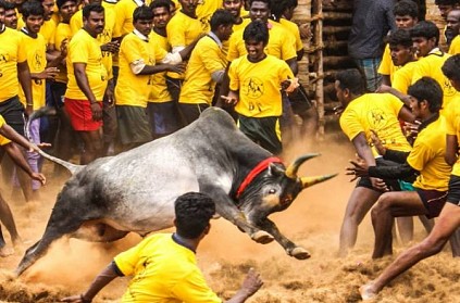 Bulls hit and bitten during Jallikattu, Says PETA report