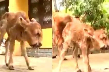 Calf bornt with two heads in kanyakumari goes viral