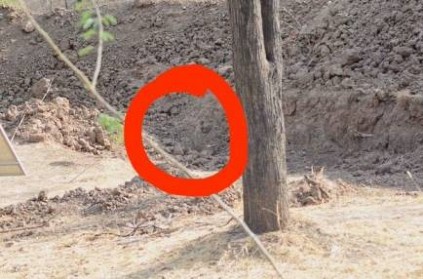 Can You Find the Leopard in This Picture,Goes Viral