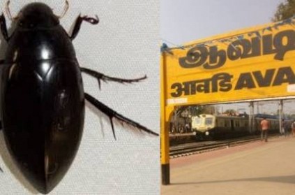 Chennai : Beetles coming to home from Warehouse, Scares people