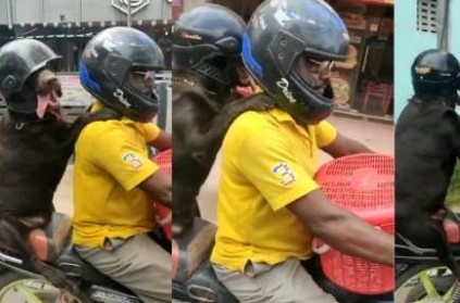 Chennai : Dog rides pillion with helmet on, video sparks Twitter