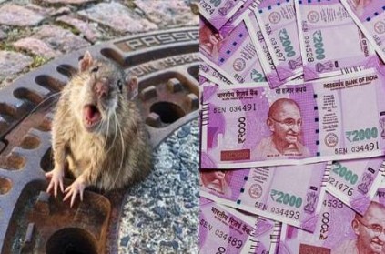 Chennai Railway Division Spends Rs 22k on Trapping One Rat