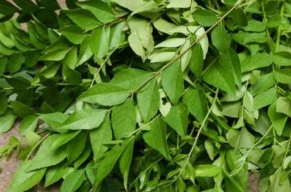 Chennai : The price of curry leaves has shot up to Rs 100 per kg