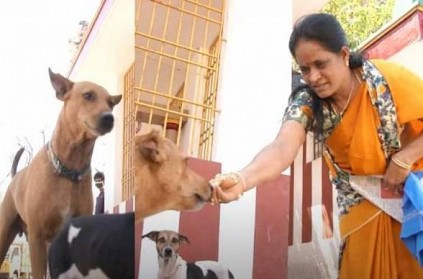 Chennai woman feeds biryani to stray dogs during corona lockdown