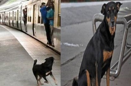 chinna ponnu dog missing in chennai park train station