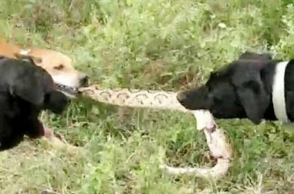 Coimbatore : 3 Dogs saves owner from Snake Bite Video Goes Viral
