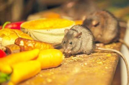 Coimbatore student dies after eating rat poisoned carrot
