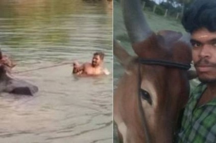Coimbatore Youngster Dies After Attempting to do Tik Tok with Bull