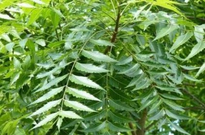 COVID-19: Use of Neem leaves increased in Chennai District