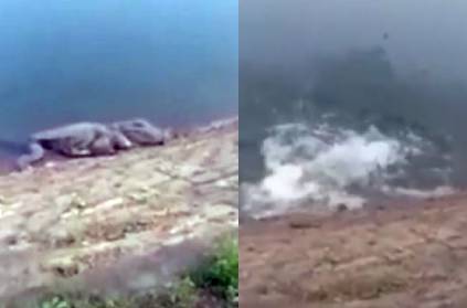 Crocodile came out from Nellai Papanasam dam video goes viral