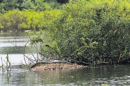 Crocodiles Spotted in Sadanandapuram lake in Perungalathur