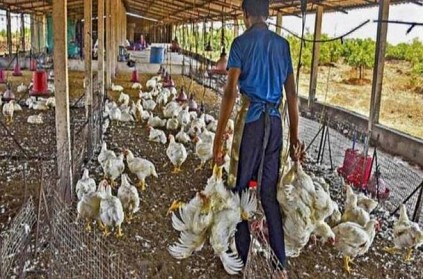 Dindigul broiler hens died due to food shortage during lockdown