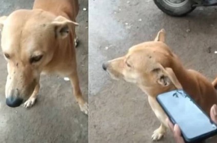 dog listen to dhanush song refuse to cow grazing sources