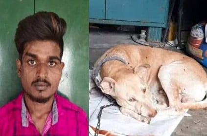 Dog saves owner\'s life from rowdies in Chennai