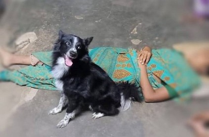 Dog who fought passion for his owner in Vellore