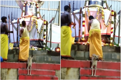 Dog Worships Sivan Pooja in Adhma Lingeshwarar temple