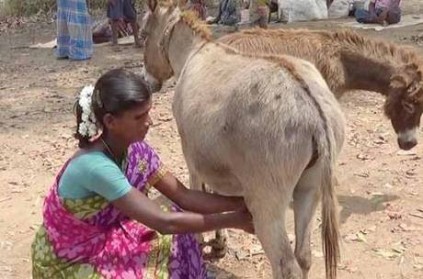 Donkey Milk business goes well in Erode District, Details