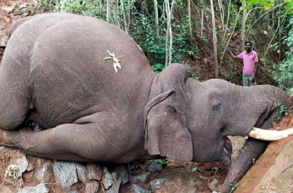 Elephant dies when try to cross trench in Pollachi