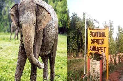 elephant kills a farmer in front of his wife near ammapettai