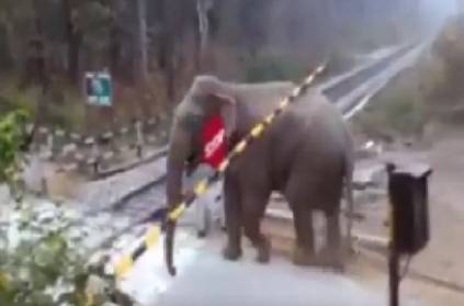 Elephant lifts level crossing gate in railway track video