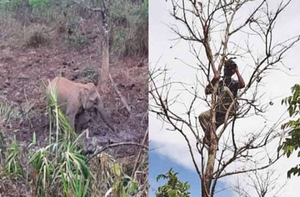 Elephant roaming its cub dead body 8th day in Gudalur forest