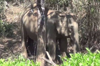 Elephant roaming its cub dead body in Nilgiris forest