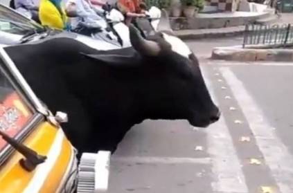 even our animals obey traffic rules, preity zinta tweets