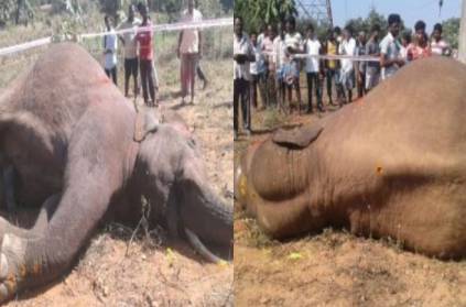 forest elephant dies due to high Voltage shock in vellore