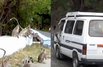 forest officers advises people to stop giving food to wildlife monkeys