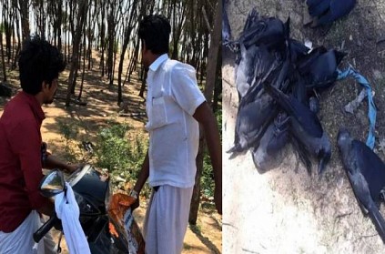 Gang hunts crow for kadai biryani near Rameshwaram