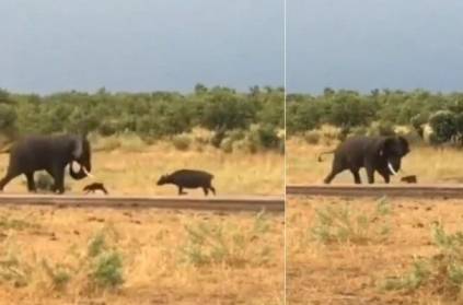 giant elephant dodging while a baby buffalo tries to attack