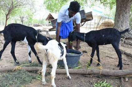 Goat Breeding helps Youth Who lost their Jobs in Chennai