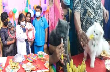 home-grown pregnant cats a baby shower in Coimbatore