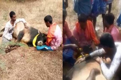 Jallikattu bull electrocuted near Pudukkottai