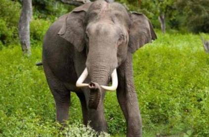 Kovai thekkampatti elephant died gun shot autopsy confirm