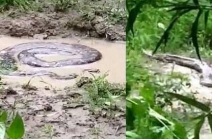Kudiyatham: Forest Dept Clarifies on Video Showing Anaconda\'s Presence