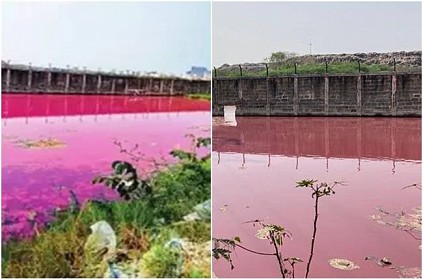Lake in Perungudi turns bright pink in Colour