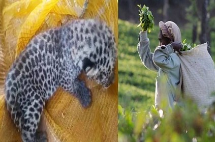 Leopard cub found at private tea estate in Nilgiris