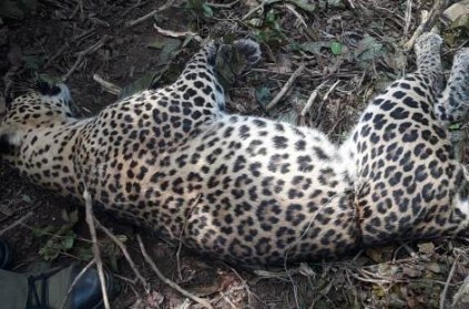 leopard dies in nilgiris estate one person arrested