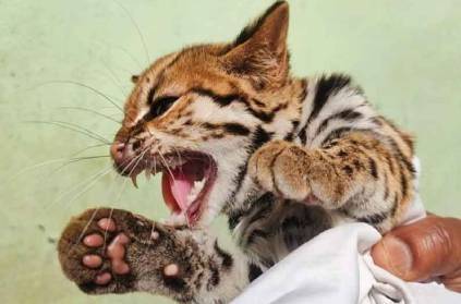 Leopard kitten rescued at tea shop in coonoor