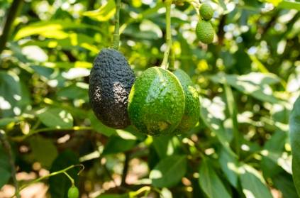 Lockdown: Avocado Farmers Request to Tamil Nadu Government