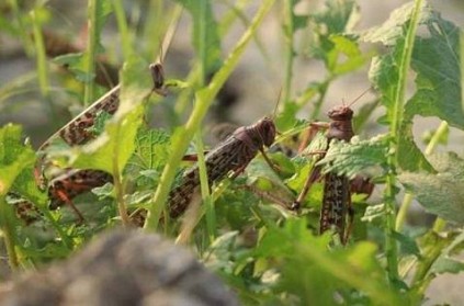 locusts gather on the Kerala border-Tamil Nadu farmers fear